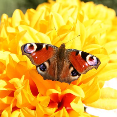 European Peacock Butterfly clipart