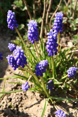 Muscari clipart