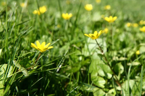Våren gula blommor — Stockfoto