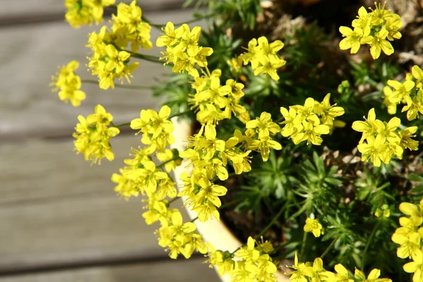 Pequenas flores amarelas da primavera — Fotografia de Stock
