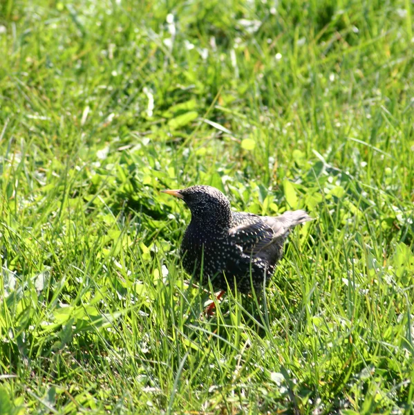 stock image Starling