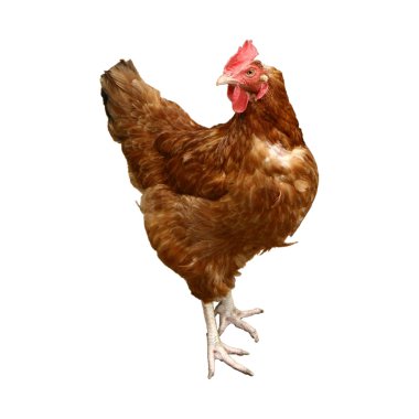 Chicken clipart