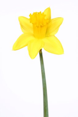 Daffodil clipart