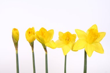 Daffodils from bud to flower clipart