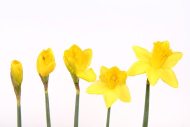 Daffodils clipart