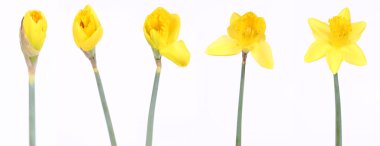 Daffodils in stages clipart