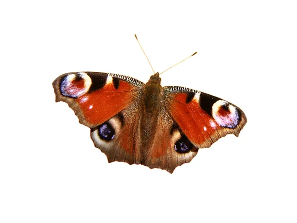 stock image European Peacock Butterfly