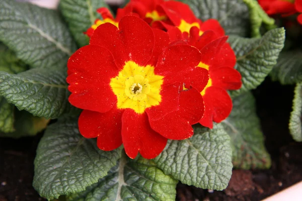 Primulas rojas — Foto de Stock