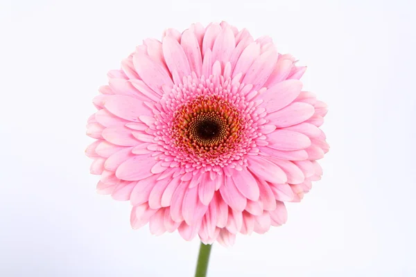 Gerbera roz — Fotografie, imagine de stoc