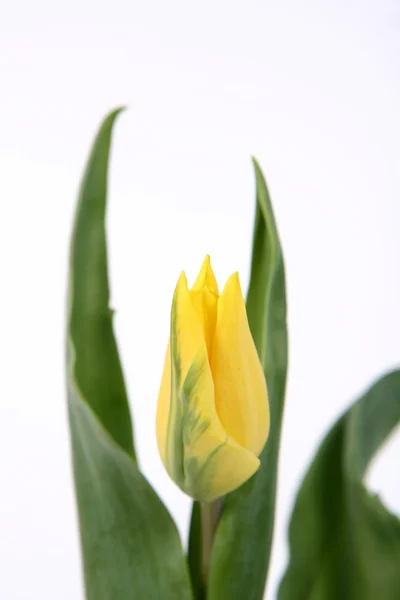 Gul tulipan - Stock-foto