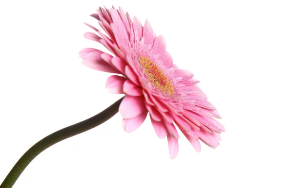 Różowy Gerbera — Zdjęcie stockowe