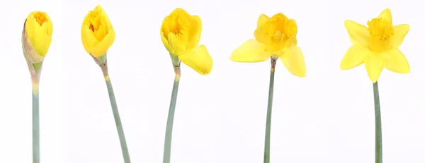 Daffodils in stages — Stock Photo, Image