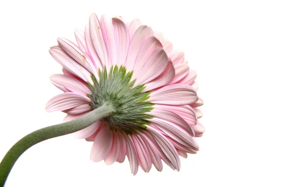 Spatele gerberei roz — Fotografie, imagine de stoc