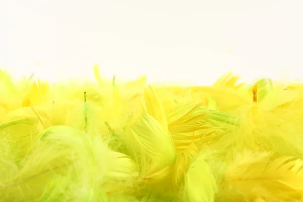 Желтые перья — стоковое фото