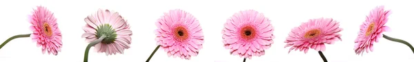 stock image Gerberas