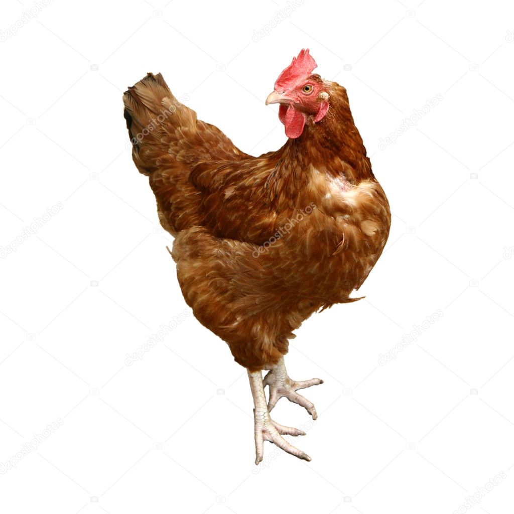Chicken — Stock Photo © teine26 #2979271