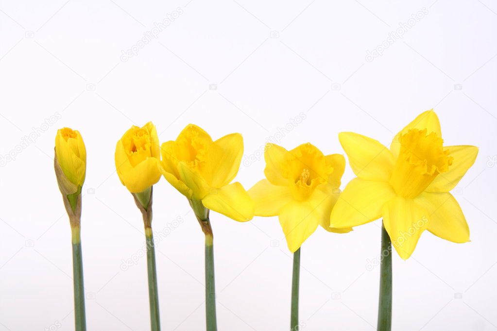 Daffodils from bud to flower