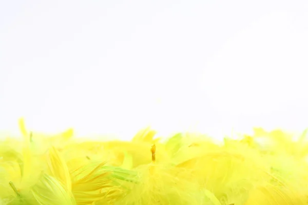 黄色羽毛 — 图库照片