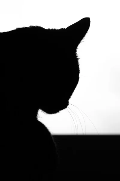 stock image Black cat