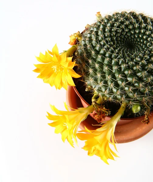Kwitnąca roślina kaktusowa — Zdjęcie stockowe