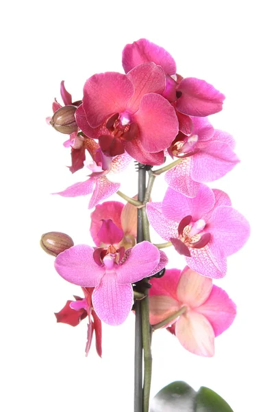 Orkide çiçekleri — Stok fotoğraf