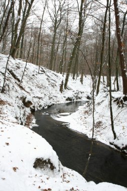 kayın ormanı