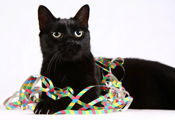 stock image Black cat and streamers