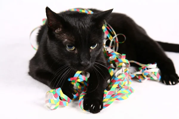 stock image Black cat and streamers