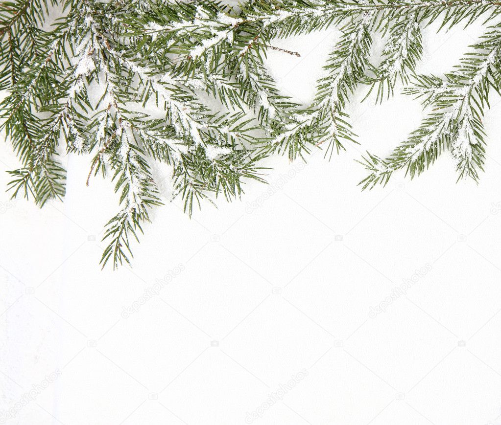 Pine branches background