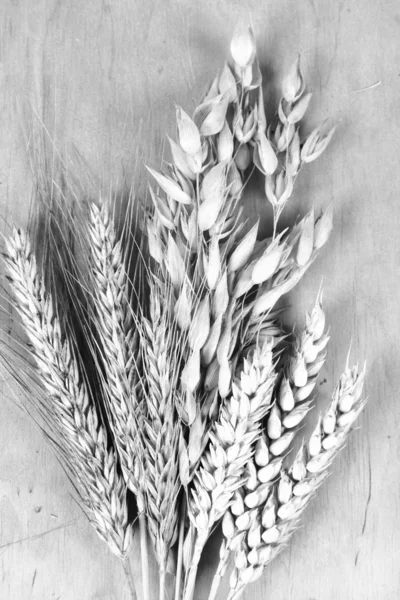 Вуха зернові — стокове фото