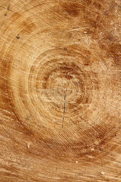 Κορμό δέντρου — Φωτογραφία Αρχείου