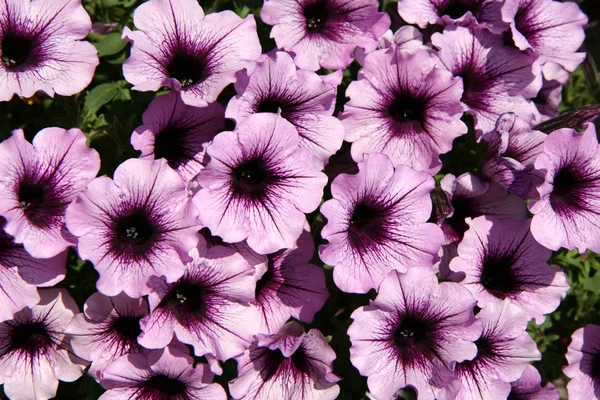 紫色牵牛花 — 图库照片