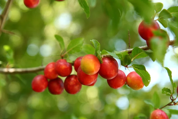 stock image Red plums