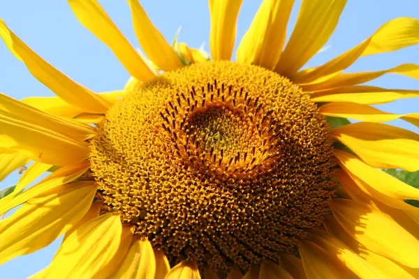 stock image Sunflower