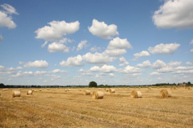 Hay balyaları