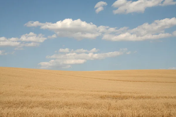 곡물의 분야 — 스톡 사진