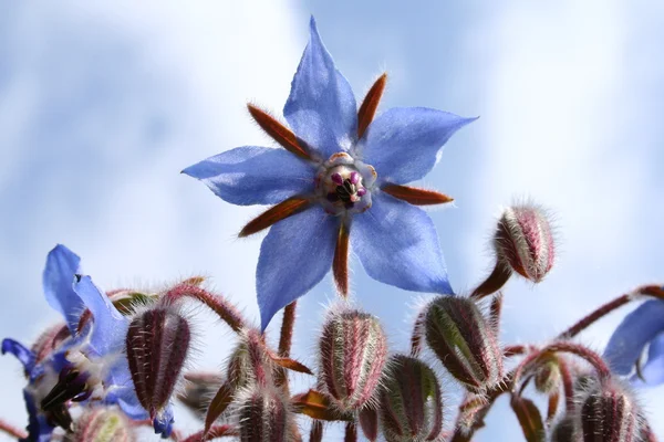 Звездный цветок — стоковое фото