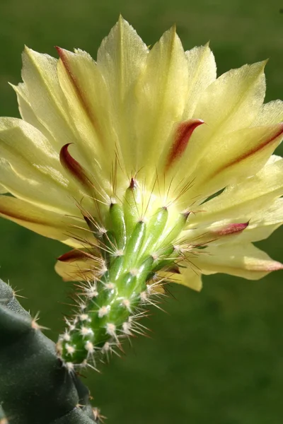 Kaktusblüte — Stockfoto