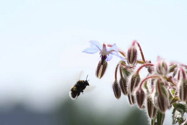 Bumblebee e starflower — Foto Stock
