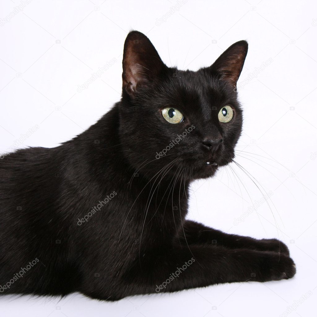 Black cat — Stock Photo © teine26 3105915