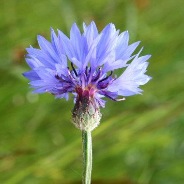 Cornflower clipart