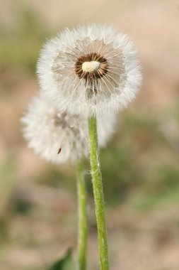 Dandelion's blow ball clipart