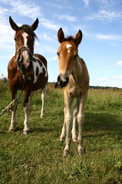 馬とロバ — ストック写真