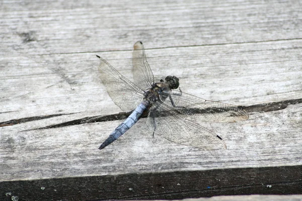 Stock image Blue dragonfly