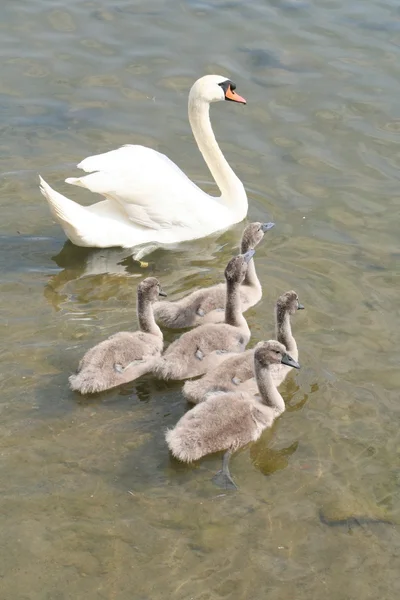Family of swans — Stock Photo, Image