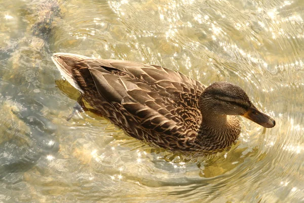 Duck swimming — Stock Photo, Image