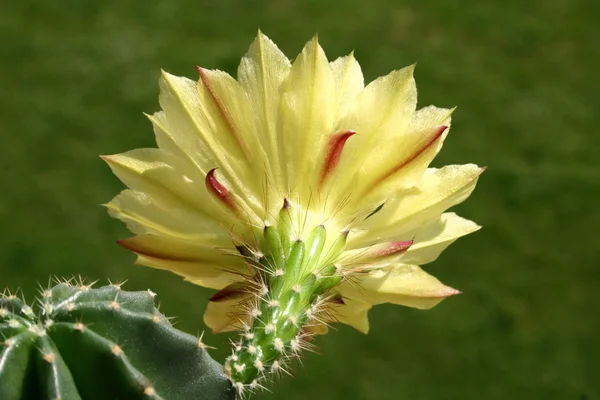 Planta de cactus floreciente —  Fotos de Stock