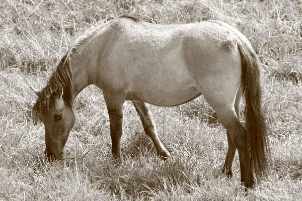 Häst i sepia — Stockfoto