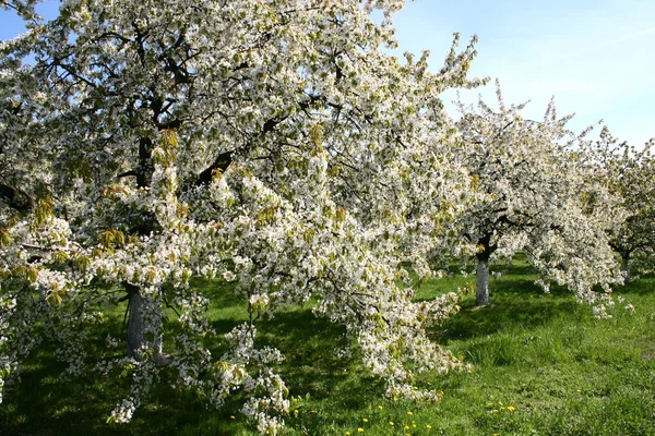 stock image Orchard