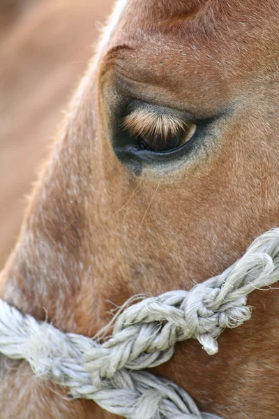 Ojo de caballo —  Fotos de Stock
